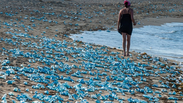 Ilustrasi bluebottle jellyfish memenuhi pantai. Foto: Shutterstock