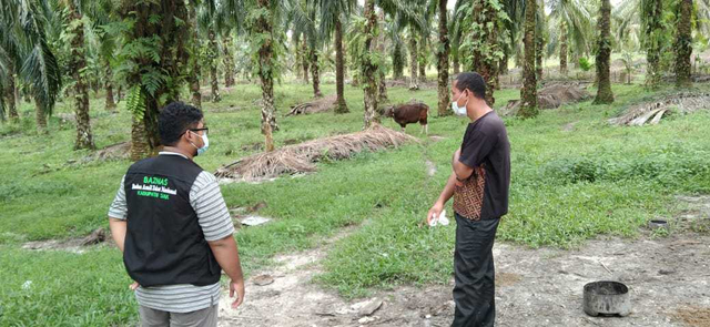Adakan studi banding integrasi Sapi Sawit, BAZNAS bimbing ternah di Kabupaten Siak supaya semakin berkualitas. Foto: Badan Amil Zakat Nasional (BAZNAS).