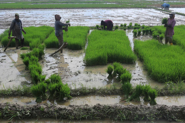 Sejumlah buruh tani menanam padi di area persawahan Desa Alue Papeun, Tanah Jambo Aye, Aceh Utara, Aceh, Minggu (23/5/2021). Foto: Syifa Yulinnas/ANTARA FOTO