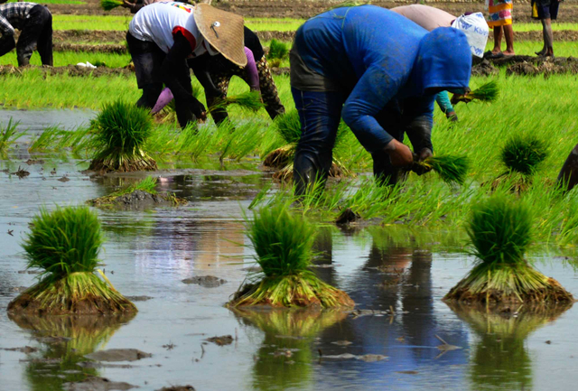 Petani menanam padi di persawahan Ujung Loe, Kabupaten Bulukumba, Sulawesi Selatan, Kamis (27/5/2021) Foto: Abriawan Abhe/ANTARA FOTO