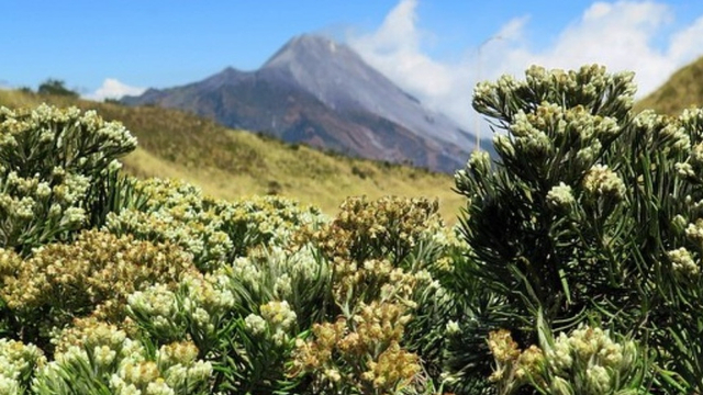 Bunga Edelweis jawa dalam kondisi terbaiknya untuk dinikmati para pendaki Gunung Merbabu. Foto: Dokumentasi Tanam Nasional Gunung Merbabu (TNGMb)