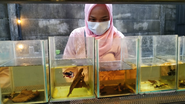 Ilustrasi warga tengah memilih ikan cupang di akuarium