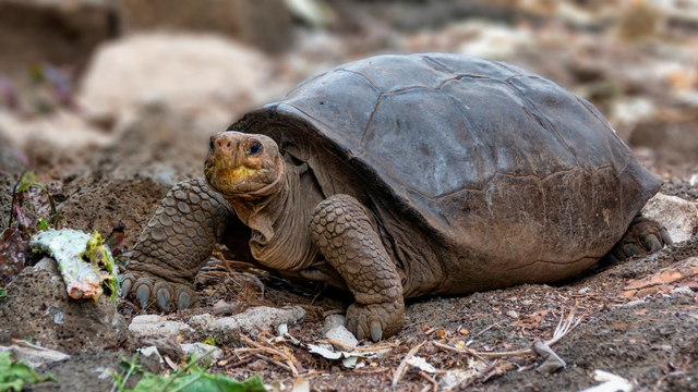 Kura-kura dari spesies Chelonoidis phantasticus, yang telah dianggap punah lebih dari seabad yang lalu, terlihat di Santa Cruz, Kepulauan Galapagos, Ekuador. Foto: Galapagos National Park / via REUTERS