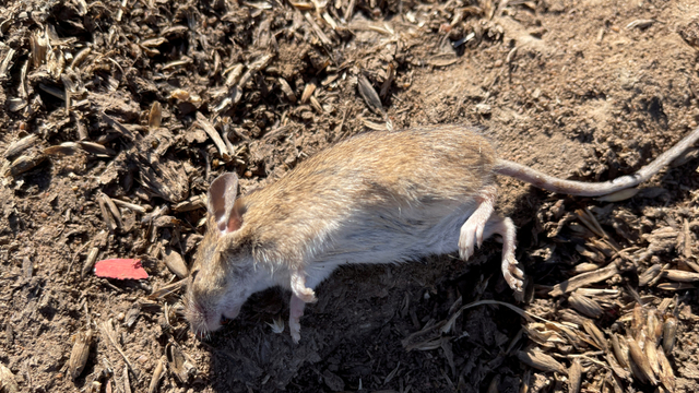 Tikus-tikus yang berhasil ditangkap oleh Petani di Australia. Foto: Jill Gralow/Reuters