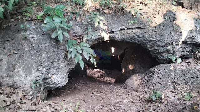 Kondisi pintu masuk Goa Lowo, di kawasan hutan Dusun Ngronan, Desa Bobol, Kecamatan Sekar, Kabupaten Bojonegoro. (foto: dan/beritabojonegoro)