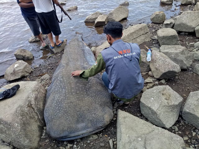 Ikan hiu paus terdampat di Desa Pulau Kumbang, Dusun Simpang, Kabupaten Kayong Utara. Foto: Dok Hi!Pontianak