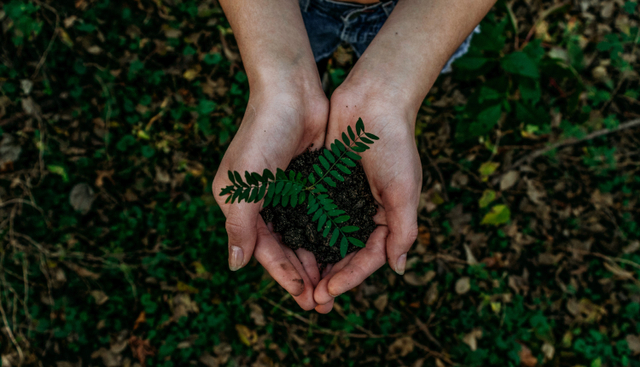 Ilustrasi energi alternatif (Foto: Noah Buscher via Unsplash)