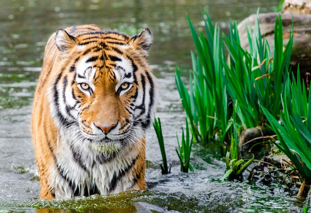 Ilustrasi fauna Indonesia bagian barat. Sumber : www.pexels.com