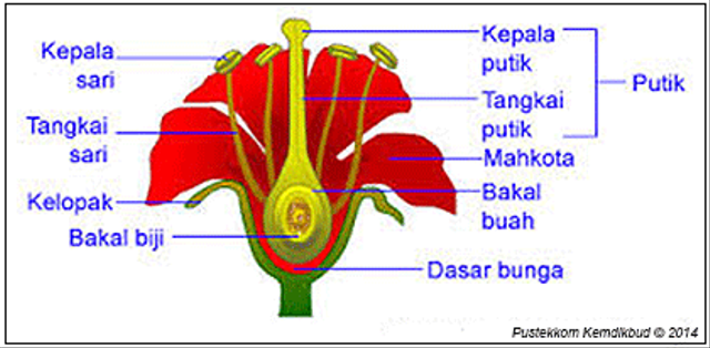 Ilustrasi Perkembangan hidup tumbuhan Angiospermae. Foto: Rumah Belajar Kemdikbud