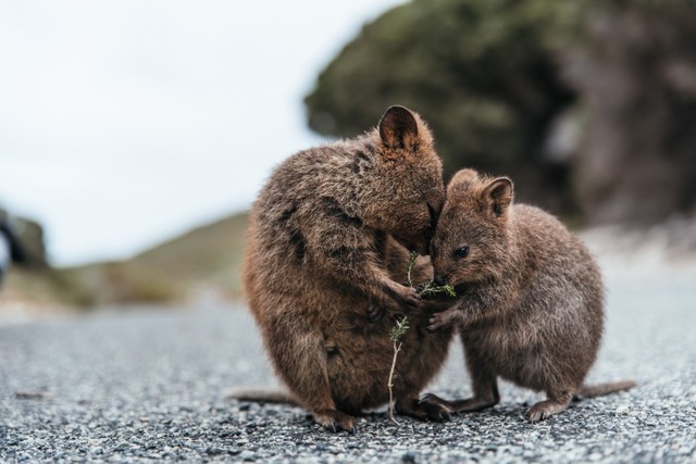 Ilustrasi Ikon Australia Barat, Quokka di Pulau Rottenest Island, Perth.  Foto: Shutterstock