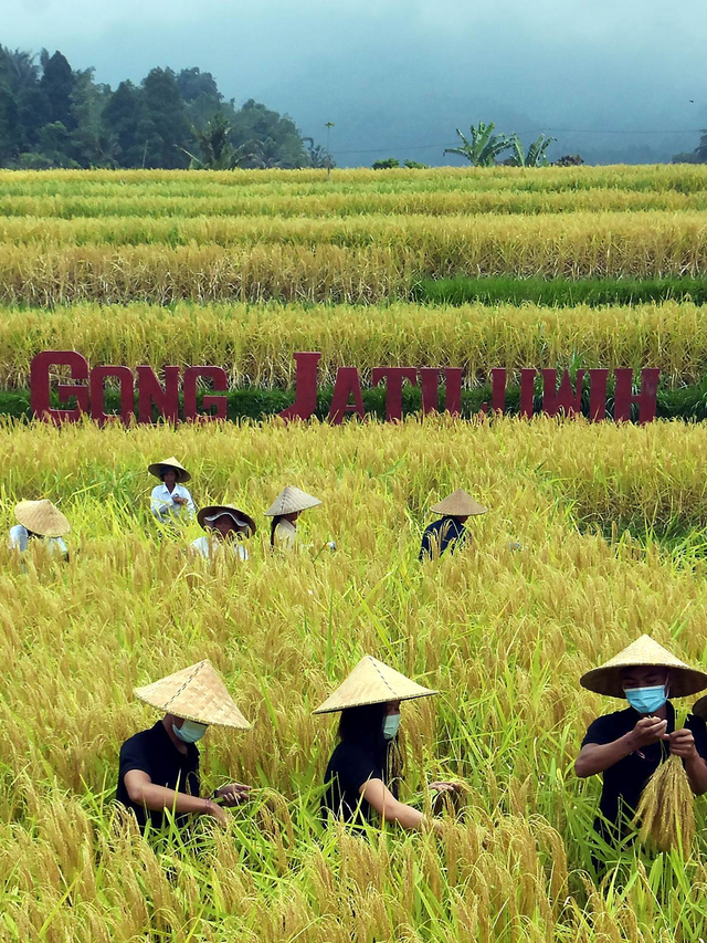 Petani bersama Duta Hijau Bali memanen padi merah saat panen raya di persawahan Jatiluwih, Tabanan, Bali, Kamis (3/6/2021). Foto: Nyoman Hendra Wibowo/Antara Foto