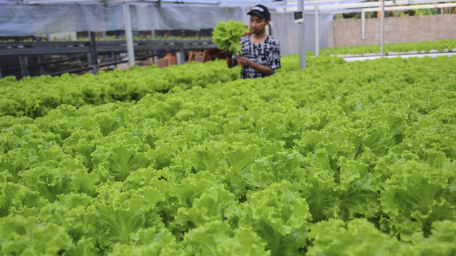 Seorang petani milenial Restu Julia Wardani merawat tanaman seladanya. Foto: ANTARA FOTO/Adeng Bustomi