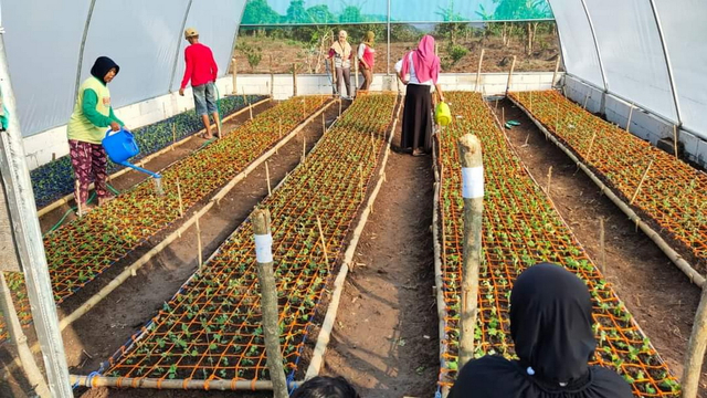 Pembibitan bunga Krisan di Desa Klino, Kecamatan Sekar, Kabupaten Bojonegoro. (foto: istimewa)