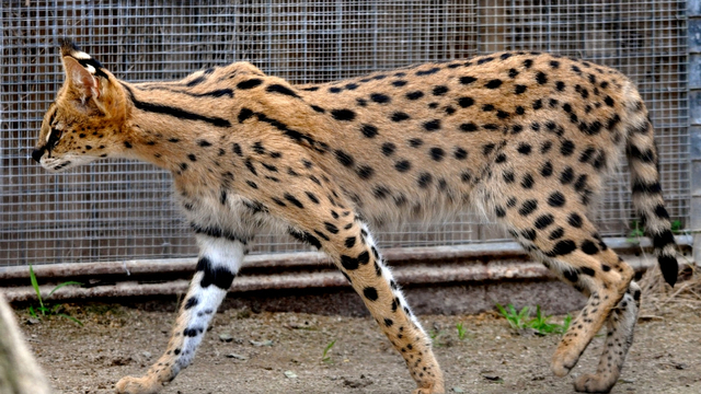 Kucing Savannah. Foto: YouTube/All About Cats
