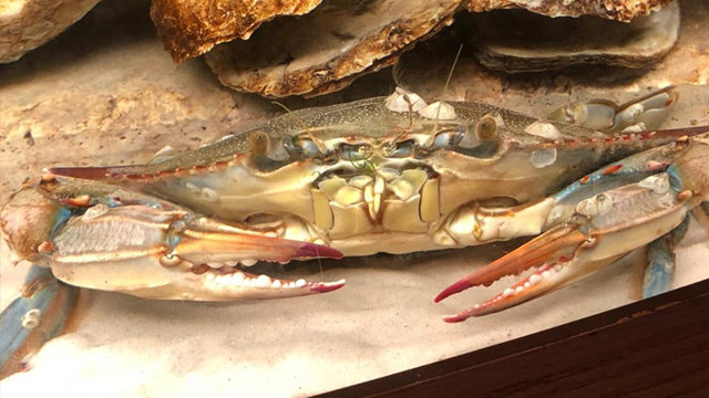 Penemuan kepiting langka. (Foto: Delmarva Discovery Museum/Facebook)