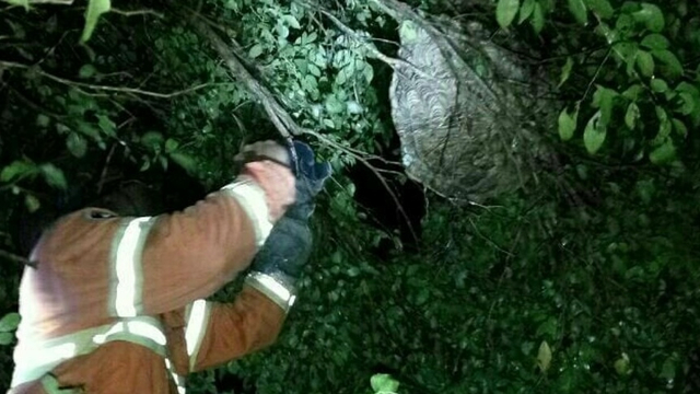 Petugas Damkar Kota Yogya sedang melakukan evakuasi sarang tawon vespa. Foto: dokumen Damkar Yogya