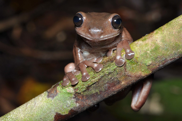 Katak pohon Litoria mira yang ditemukan di Papua Nugini. Foto: Steve Richards/Universitas Griffith