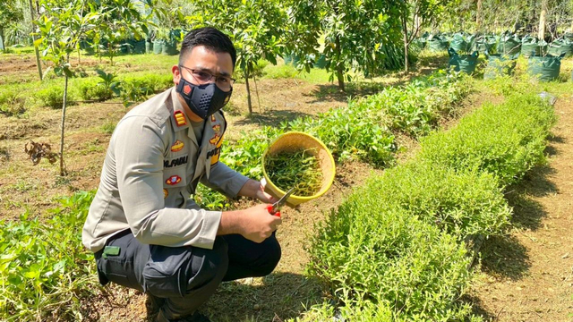 AKP Fadil Amri menunjukkan daun stevia rendah kalori yang aman untuk pengidap diabetes. Foto: Dok. Istimewa