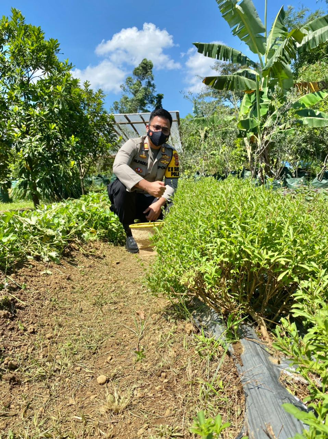 AKP Fadil Amri temukan pemanis dari daun stevia rendah kalori yang aman untuk pengidap diabetes. Foto: Dok. Istimewa