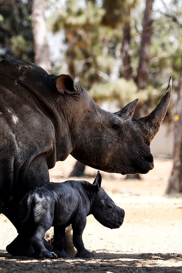 Bayi badak bersama induknya, Rihanna di kebun binatang Ramat Gan Safari Park, dekat Tel Aviv, Israel. Foto: Corinna Kern/Reuters