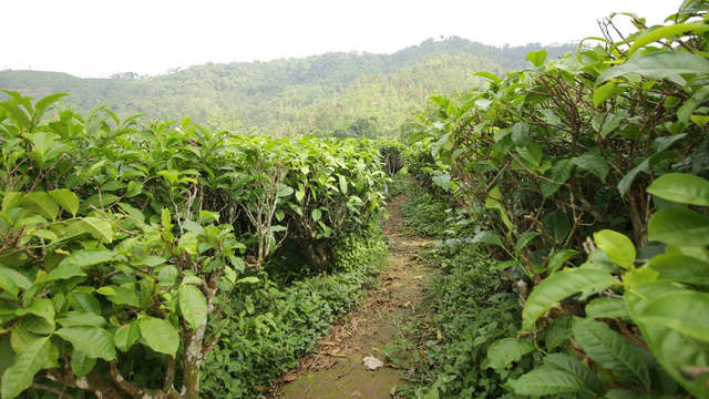 Suasana di kebun teh Kemuning, Karanganyar. (dok)