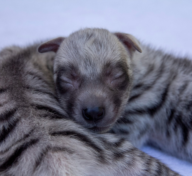 Bayi hiena di Bali Safari Park, Gianyar - IST