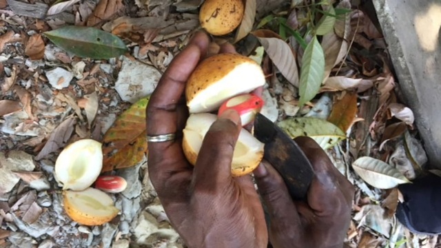Pala di Fakfak, Papua Barat. Foto: Agaton Kenshanahan/kumparan