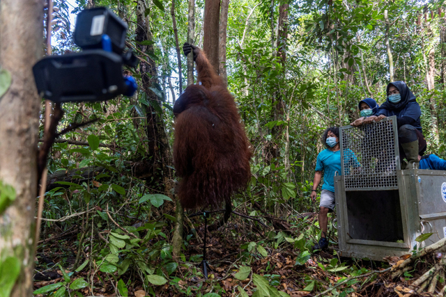 Jalan, orang utan dewasa memanjat pohon saat dilepaskan ke alam liar di hutan konservasi Tanagupa, Taman Nasional Gunung Palung di Kalimantan Barat. Foto: IAR dan KLHK/via REUTERS