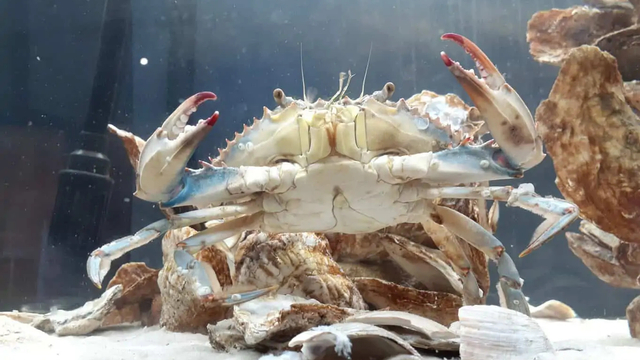 Kepiting biru Chesapeake (Callinectes sapidus) dengan kondisi setengah jantan setengah betina. Foto: Dok. Delmarva Discovery Museum