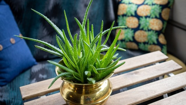 Tumbuhan lidah buaya memiliki manfaat kecantikan dan kesehatan. Foto: Unsplash/@schimiggy