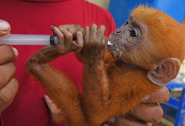 Petugas BKSDA (Balai Konservasi Sumber Daya Alam) Banten memberi susu kepada Lutung Jawa (Trachypithecus auratus) yang baru diamankan, di Serang, Selasa (15/6/2021). Foto: Asep Fathulrahman/Antara Foto