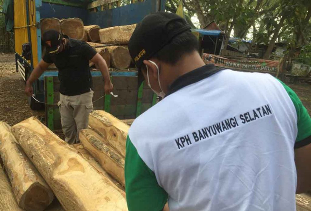 Dikirim ke Jateng, Truk Muat Kayu Jati Diduga Ilegal Diamankan di Banyuwangi