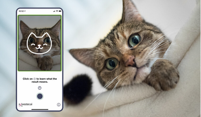 Aplikasi Tably dapat menampilkan perasaan kucing bahagia atau tidak. Foto: Dok. Sylvester.AI