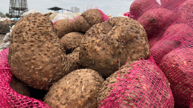Budidaya tanaman porang di Madiun, Jatim. Foto: Kementan RI