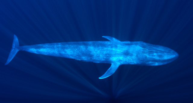 Paus Biru. Foto: SHANEGROSS/ISTOCKPHOTO