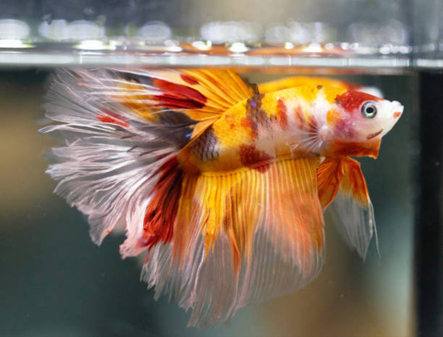 Ilustrasi ikan cupang. Foto: iStock