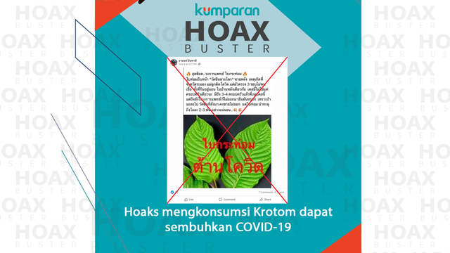 Hoaks mengkonsumsi Krotom dapat sembuhkan COVID-19. Foto: Dok. Istimewa