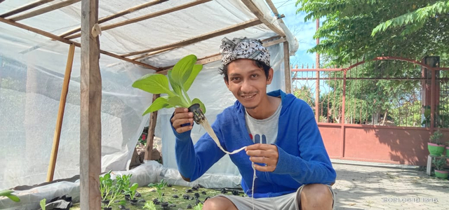 Petani Milenial Mikael Guardus Sintus memperlihatkan tanam sayur pokcai yang ditanam dengan menggunakan media hidroponik. Foto : Athy Meaq