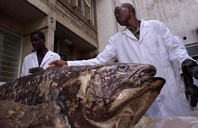 Ikan purba coelacanth di Museum Nasional Kenya pada 19 November 2001. Foto: George Mulala/Reuters