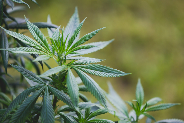 Gambar tanaman Cannabis atau ganja. Sumber: freepik.com