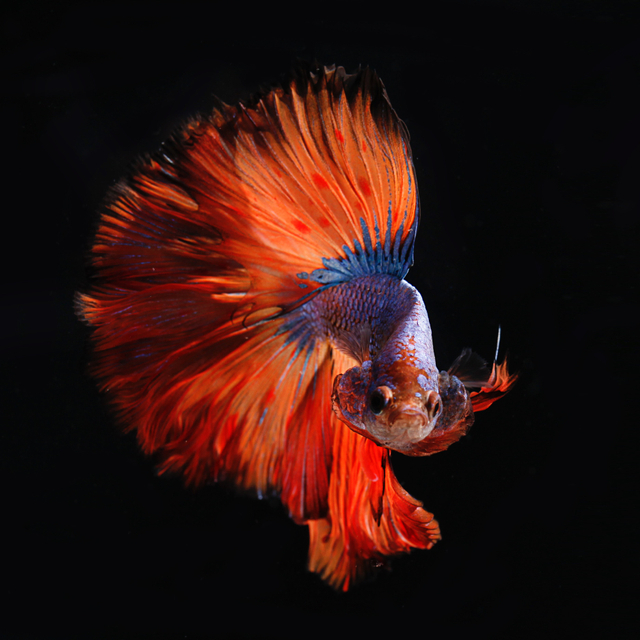 Ilustrasi ikan. Foto: Unsplash.com