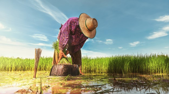 Ilustrasi foto petani. freepik.com