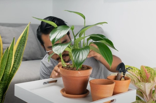 ilustrasi tanaman philodendron, sumber gambar: https://www.freepik.com/