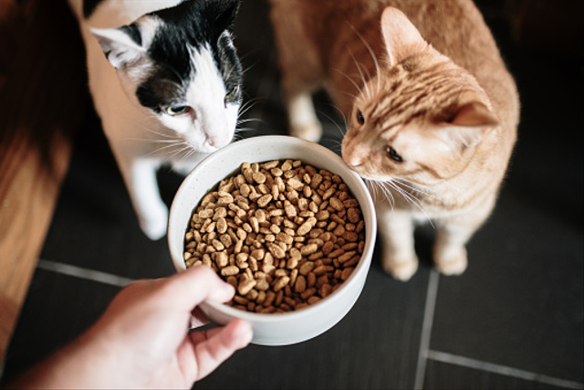 Ilustrasi makanan kucing. Sumber: Unsplash