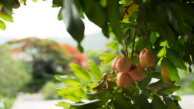 Buah ackee | Unsplash/Elite Inception · Flat-Rate GFX Monthly