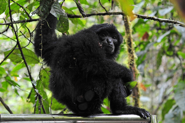 Seekor siamang berdiri di atas kandang transpor saat dilepasliarkan di Taman Nasional Kerinci Seblat (TNKS), Sungai Penuh, Jambi, Selasa (22/6/2021). Foto: Wahdi Septiawan/Antara Foto