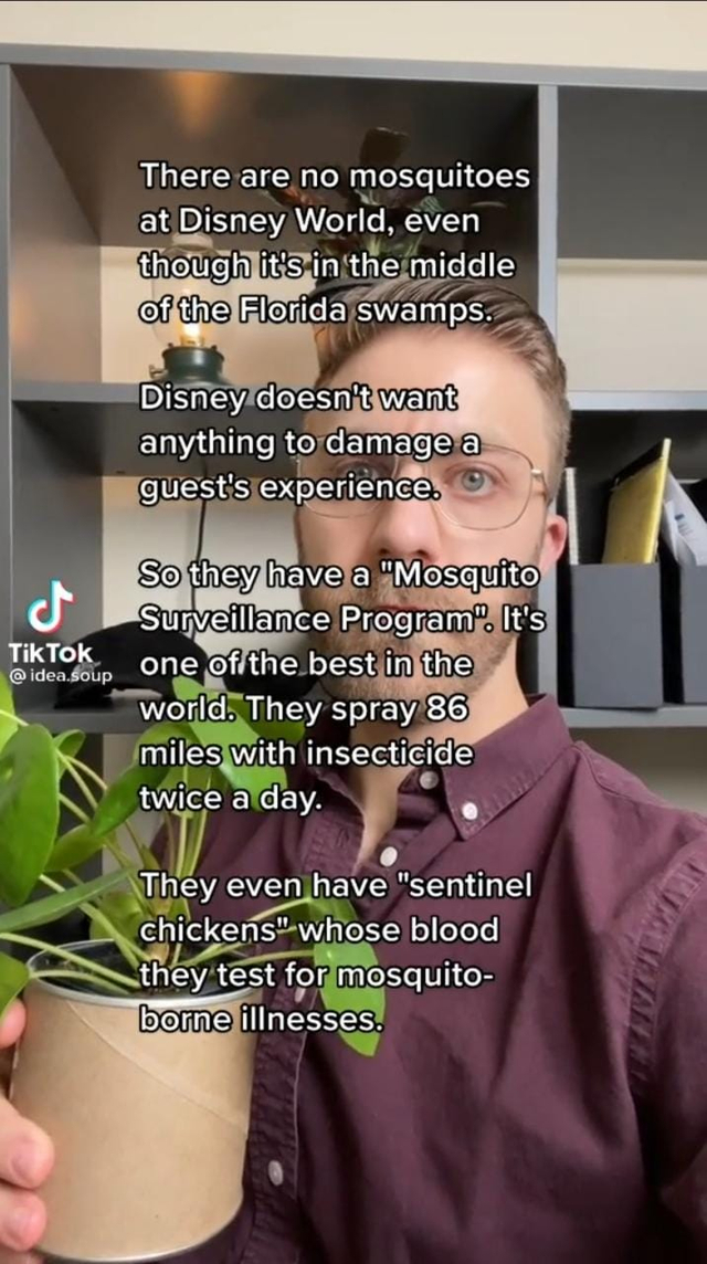Viral TikTokers klaim Disney World bebas nyamuk Foto: TikTok @idea.soup