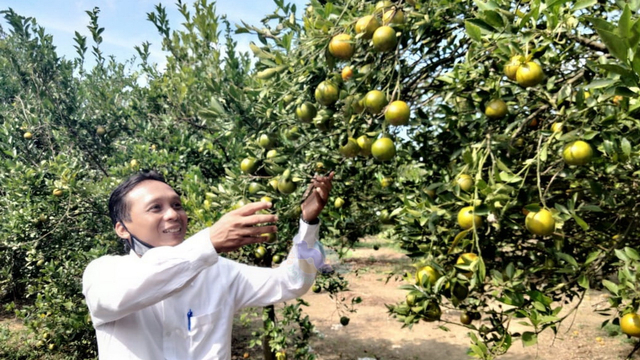 Tanaman jeruk siam (citrus nobilis) milik petani di Desa Tulungrejo, Kecamatan Trucuk, Kabupaten Bojonegoro. (foto: dan/beritabojonegoro)