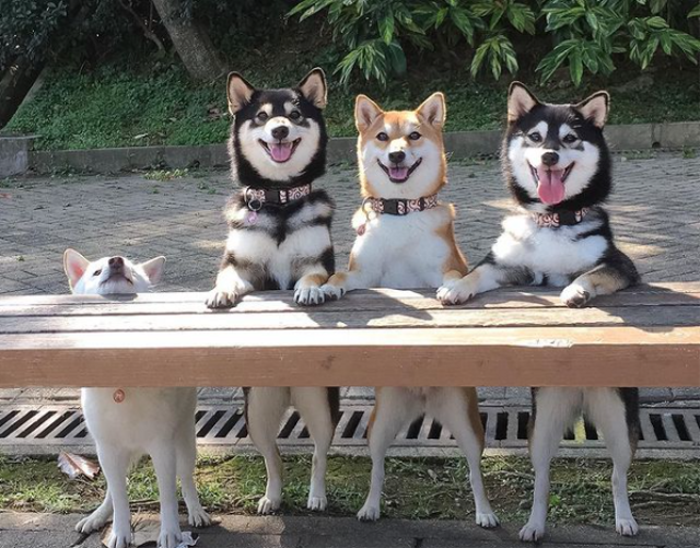 Aksi kocak anjing Shiba Inu 'Hina' saat dipotret. Foto: Instagram @yokokikuchi_ks