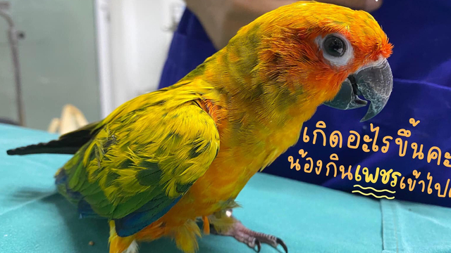 Burung beo bernama Frosty memakan 21 batu berlian pemiliknya. Foto: Animal Space Hospital via Facebook